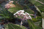 Pinewoods milkweed